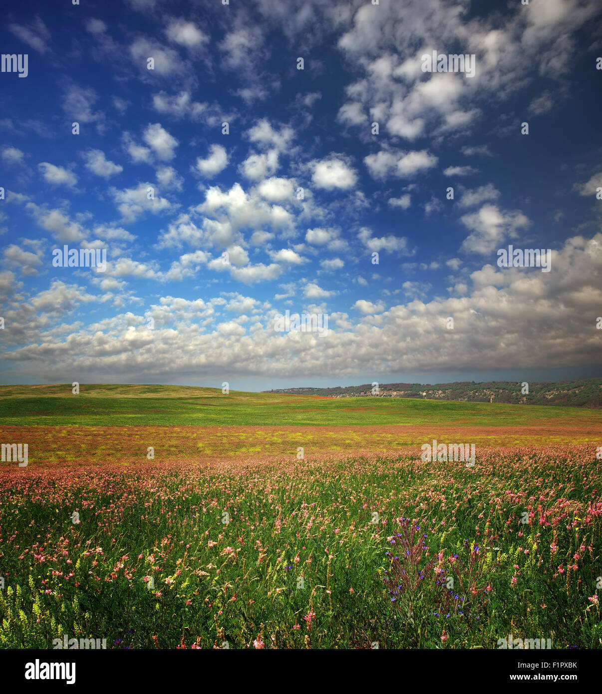 Spring flower meadow. Composition of nature. Stock Photo