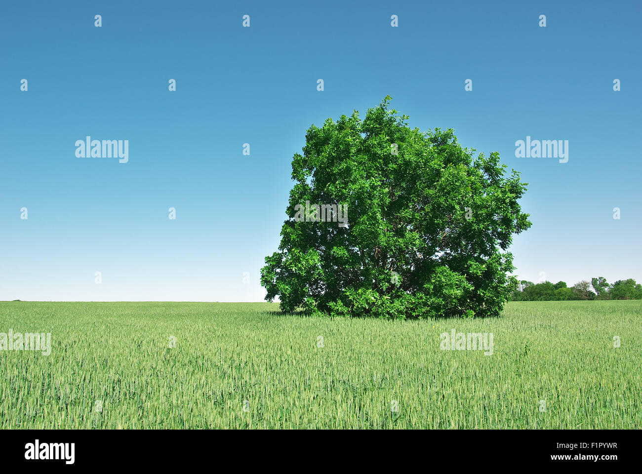 Lonely big green tree in a field of young wheat. Nature composition. Stock Photo