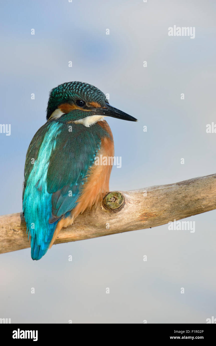 Common Kingfisher / Kingfisher / Eisvogel ( Alcedo atthis ) looks back, while sitting on a branch, high up over soft blue water. Stock Photo