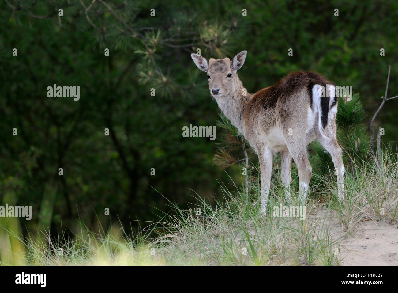 Shy fallow Deer / Damhirsch ( Dama dama ) after dropping antlers looks back over its shoulder. Stock Photo