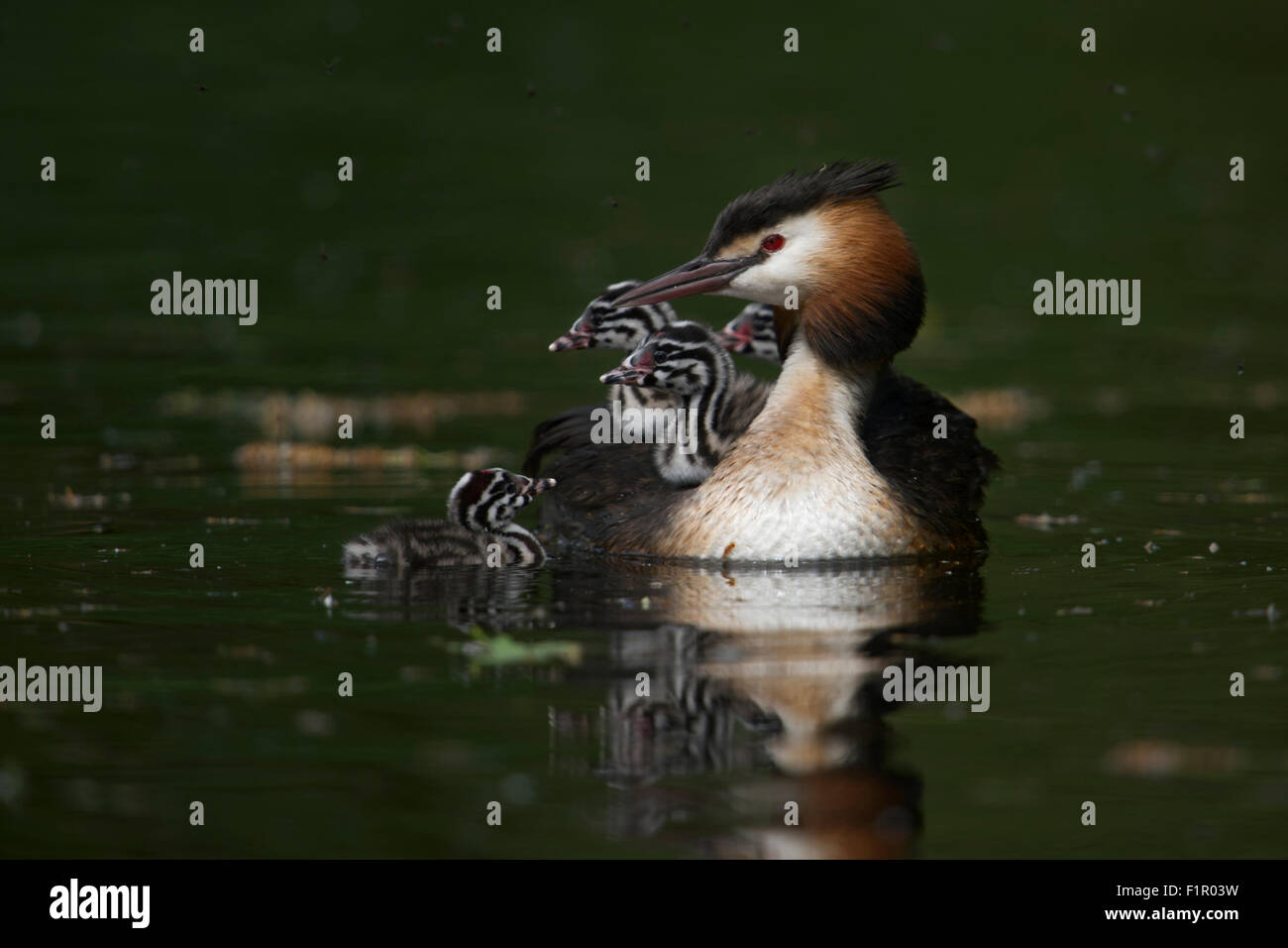 Adult Great Crested Grebe / Haubentaucher ( Podiceps cristatus ), family together with four cute juveniles. Stock Photo