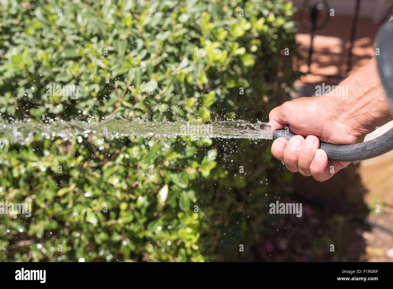 A gardener is watering plants in the garden Stock Photo