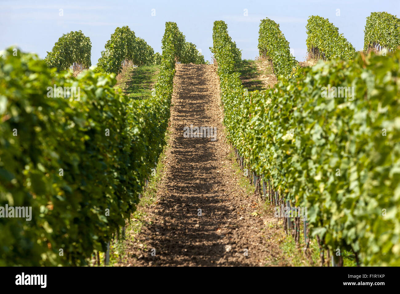 South Moravia fields Vineyards, Region Palava, Czech Republic Stock Photo