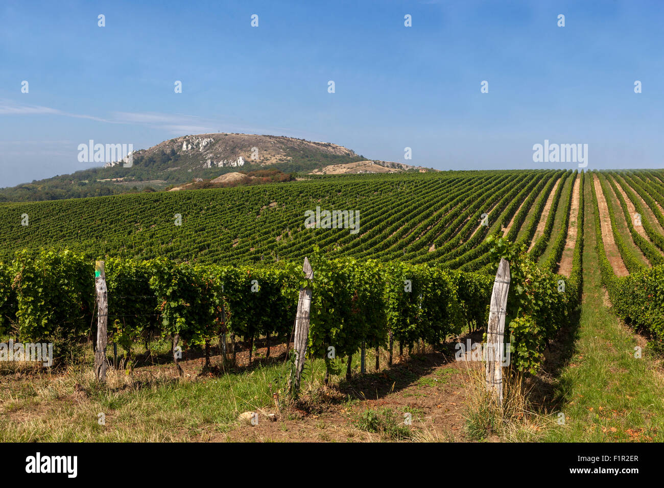 South Moravia Vineyards, Region Palava, Czech Republic Stock Photo Alamy