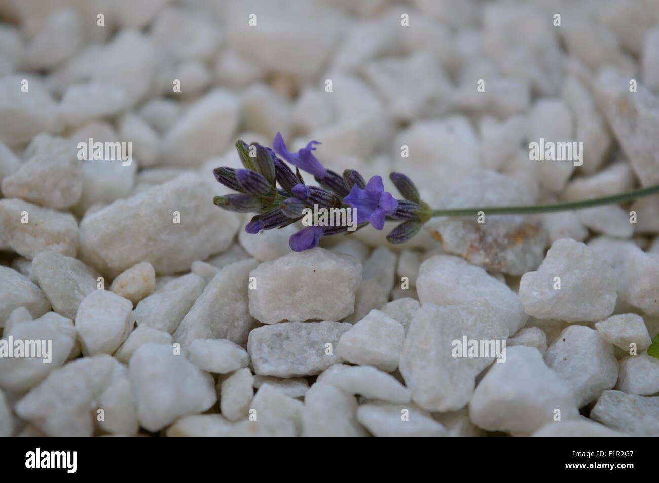 Lavender Flower on white stones Stock Photo