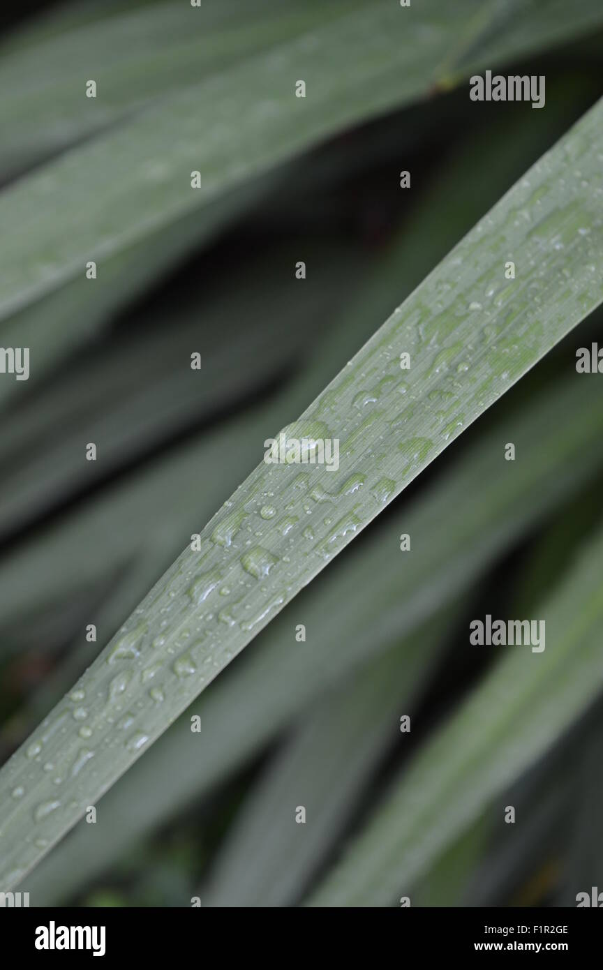 Rain drops on Palm Leaf Stock Photo