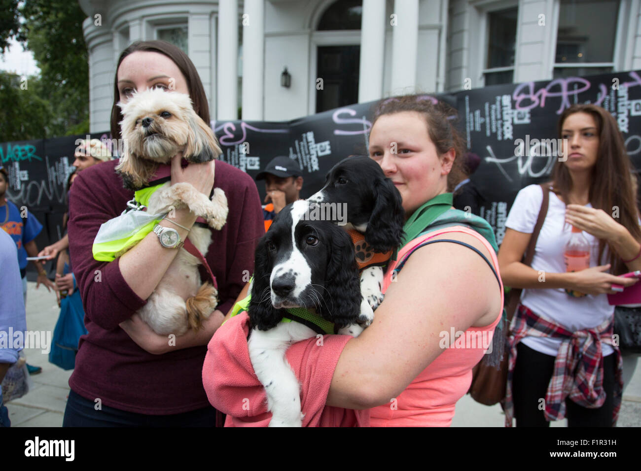 Puppies enjoying the parade. Notting Hill Carnival in West London. A celebration of West Indian / Caribbean culture and Europe's largest street party, festival and parade. Revellers come in their hundreds of thousands to have fun, dance, drink and let go in the brilliant atmosphere. It is led by members of the West Indian / Caribbrean community, particularly the Trinidadian and Tobagonian British population, many of whom have lived in the area since the 1950s. The carnival has attracted up to 2 million people in the past and centres around a parade of floats, dancers and sound systems. Stock Photo