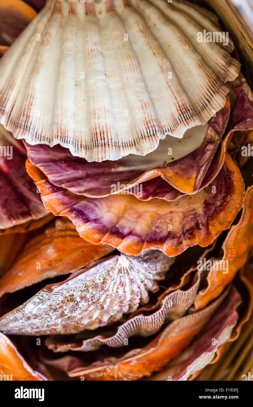 Various exotic starfish, seashell and cockleshells piled together in ...