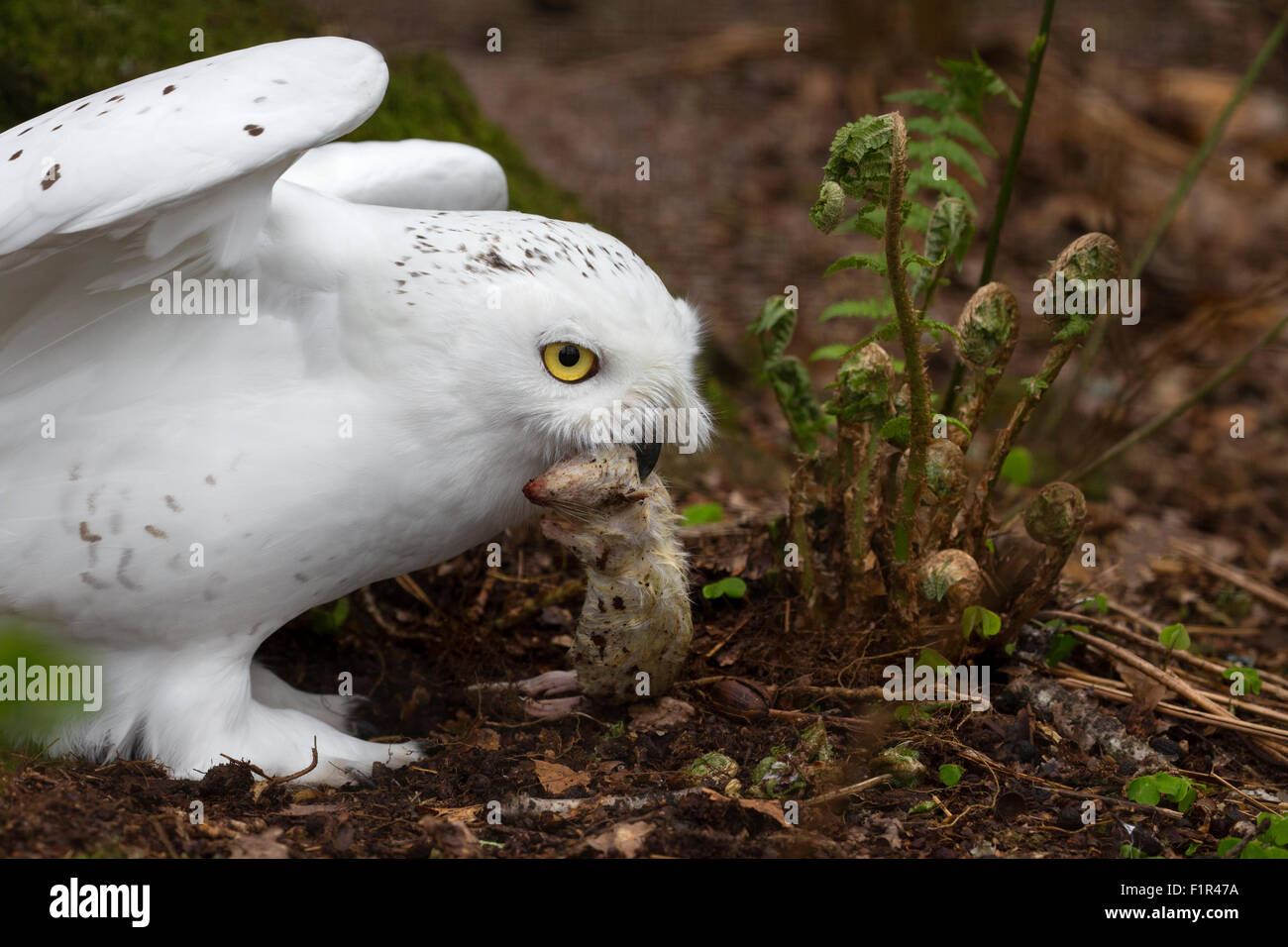 Snowy Owl with prey Stock Photo