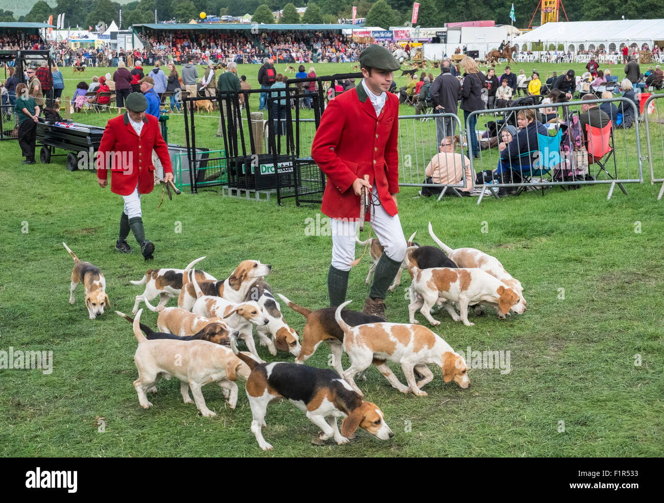Hunting Dogs Beagles Participating At A Country Fair Event
