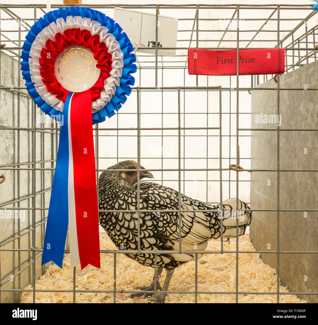 A Silver Sebright hen with best in show rosette at the Kildale