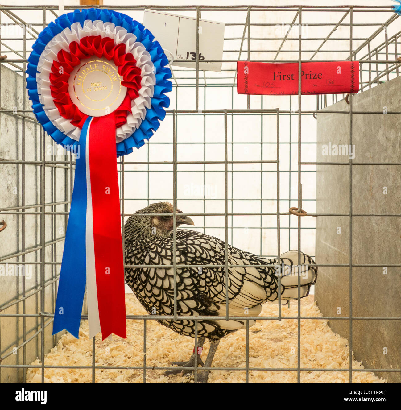 A Silver Sebright hen with best in show rosette at the Kildale agricultural in Kildale, North Yorkshire Stock Photo