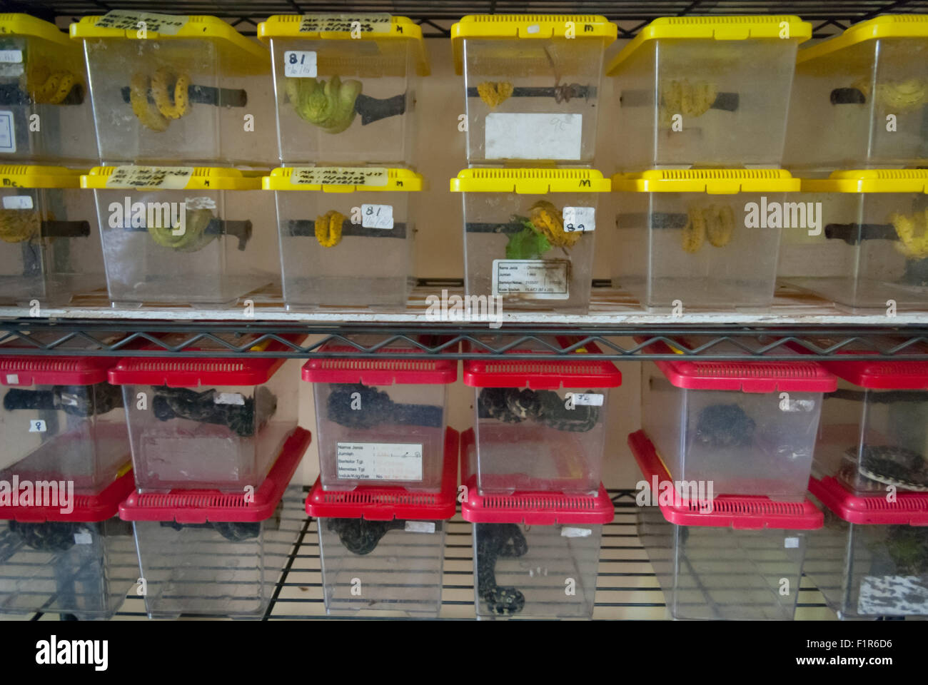 Various python snake species at a licensed animal breeding farm in Jakarta, Indonesia. Stock Photo