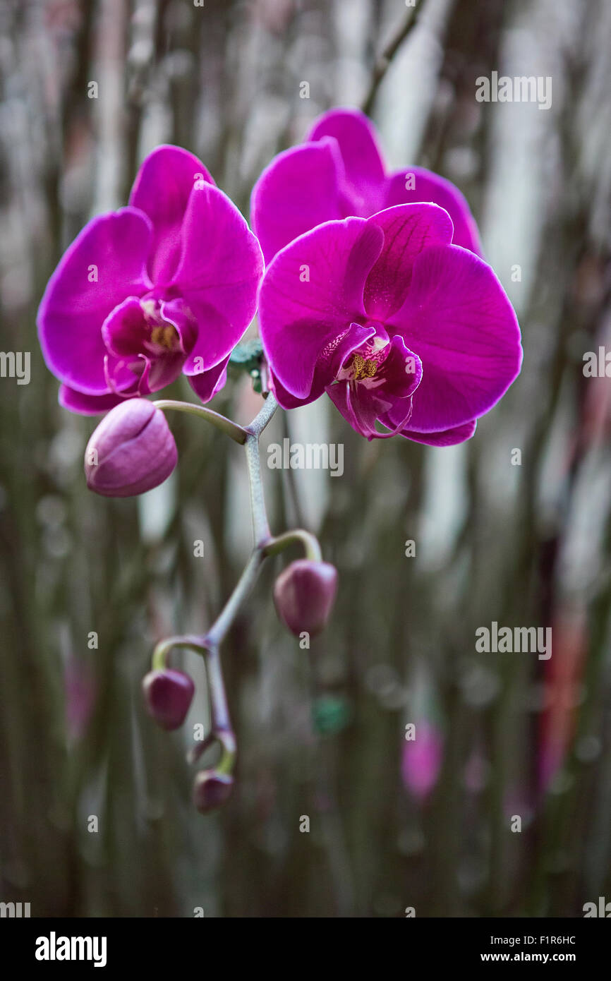 Phalaenopsis Amabilis Stock Photo Alamy