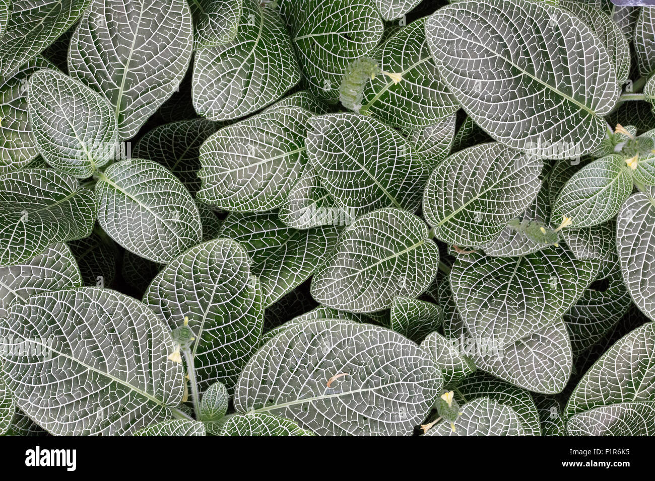 Plant Mosaic Plant Stock Photo Alamy