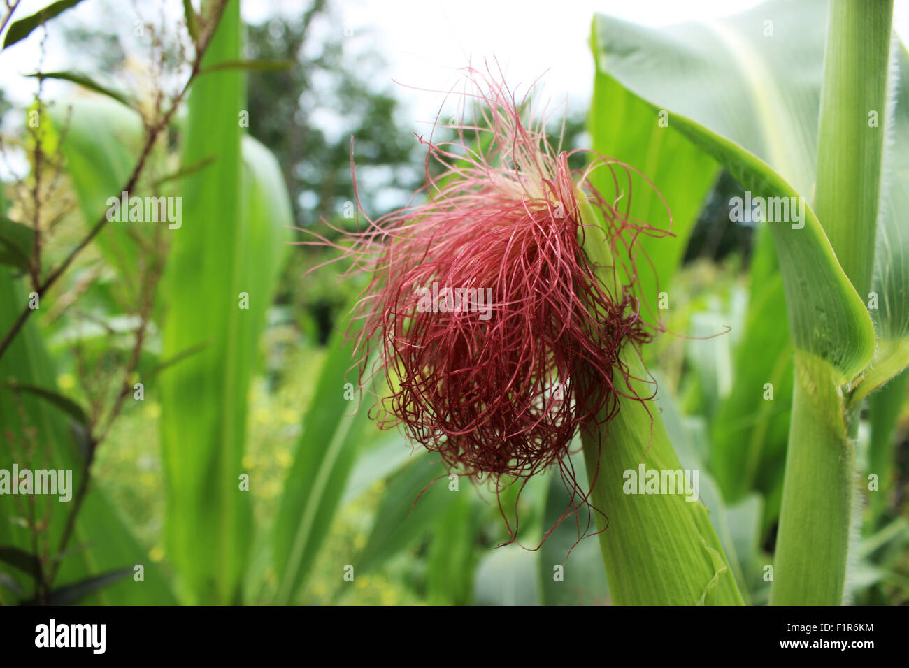 Corn silk red Stock Photo