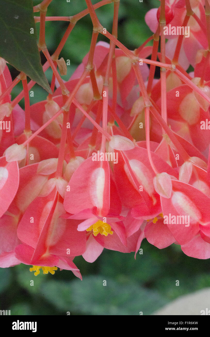 Flower - Begonia - 'Lucerna' - Begoniaceae Stock Photo