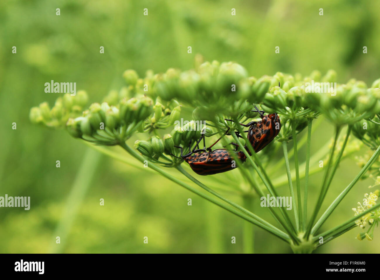 Insects on parsley plant Stock Photo
