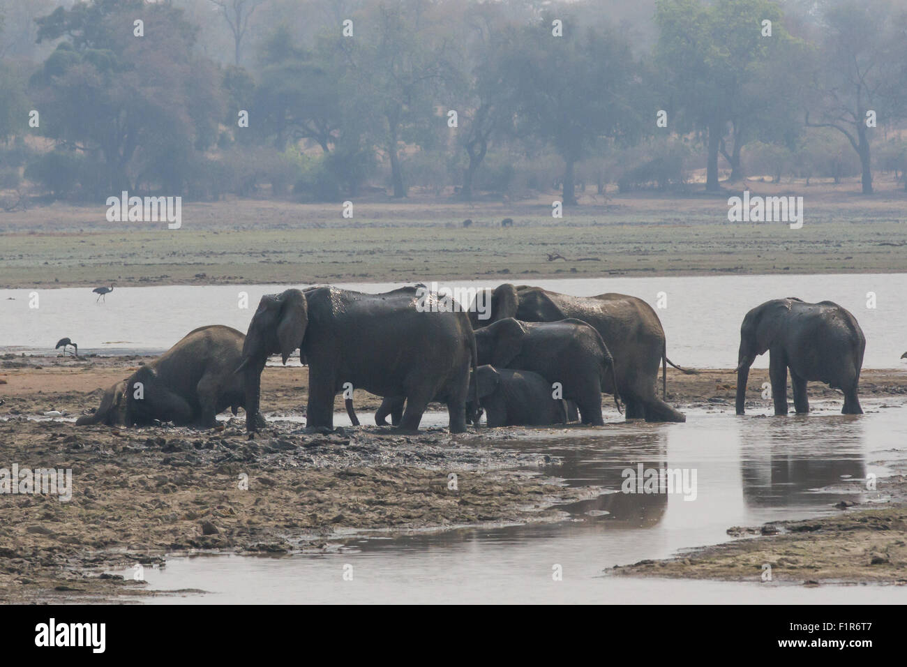 (150906) -- HARARE, Sept. 6, 2015 (Xinhua) -- Elephants walk by a river in the Gonarezhou National Park, southeast Zimbabwe, on Sept. 2, 2015. Situated in southeastern Zimbabwe, the 5,000 sq km Gonarezhou National Park is the second largest national park in the country, and forms part of one of the world's largest conservation areas-the Greater Limpopo Transfrontier Park, with the Kruger National Park of South Africa to the south and the Limpopo National Park of Mozambique to the southeast. Gonarezhou, which is translated as 'the place of elephants' in local Shona language, also has one of the Stock Photo