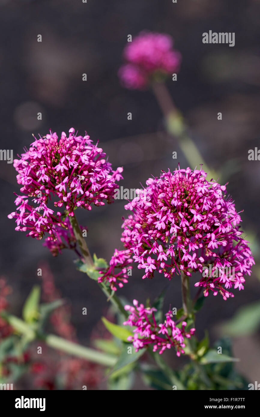 Centranthus ruber - Valeriana Rossa. Etna's territory Stock Photo - Alamy