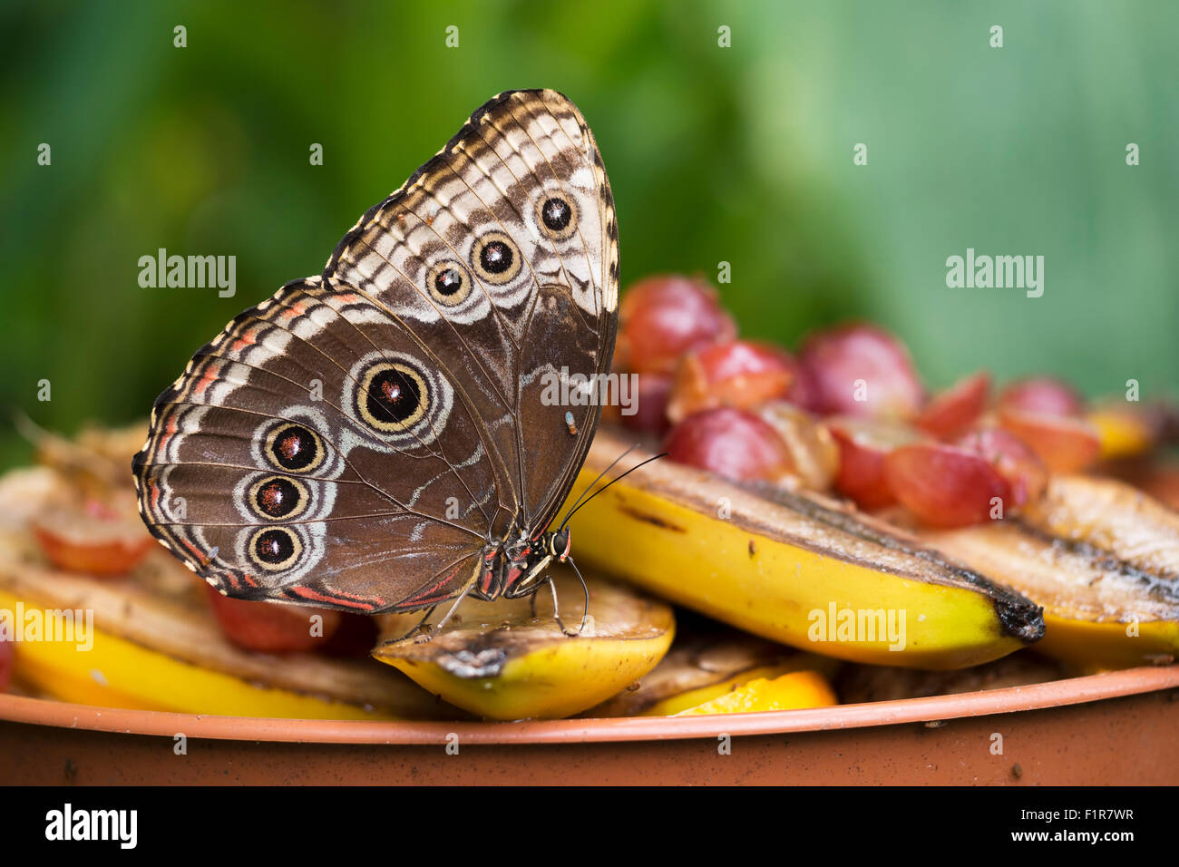 Morpho peleides enjoying fruit for lunch.  With small fly on wing! Blue morpho butterfly. Stock Photo