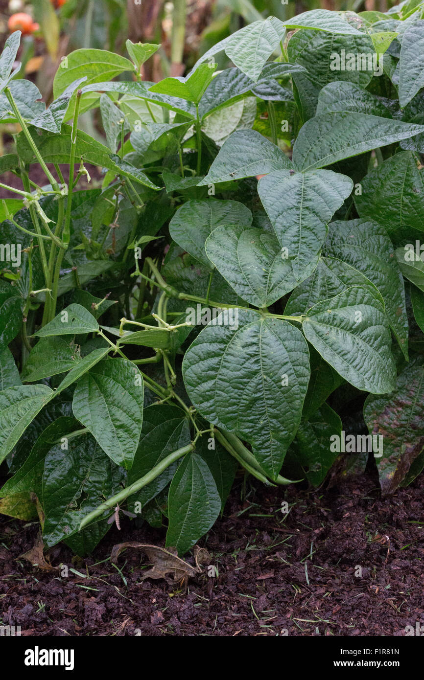 Vegetable - Bush Bean Stock Photo