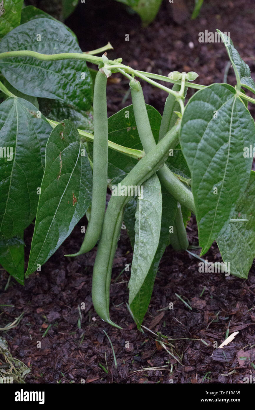 Bush bean hi-res stock photography and images - Alamy
