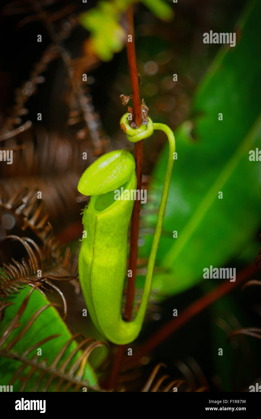 Wild nepenthes, unidentified species, at submontane forest on the slope of Mount Salak in West Java, Indonesia. Stock Photo