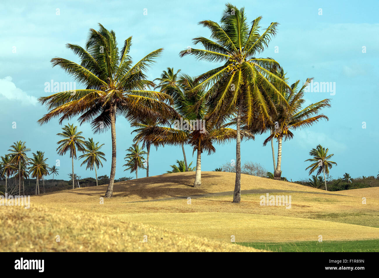 Palm tree  clumps on golf course in Port of Spain, capital of Trinidad Stock Photo