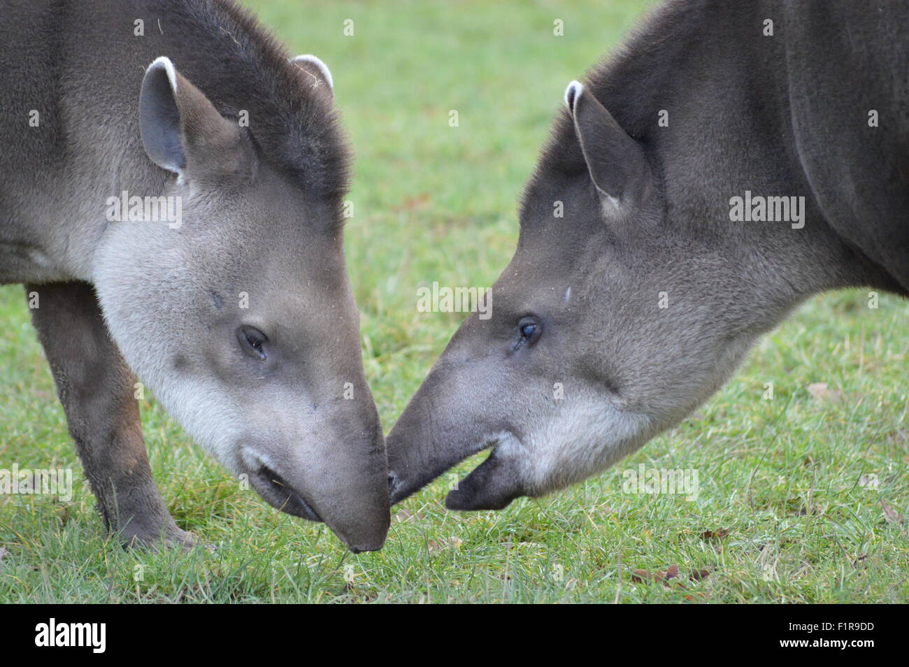 Two tapirs hi-res stock photography and images - Alamy