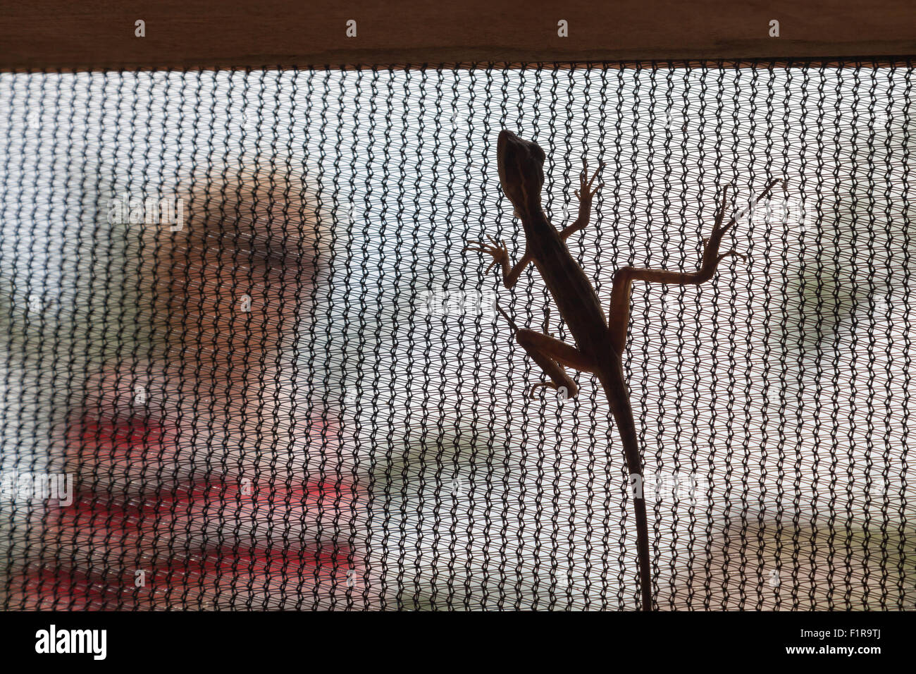 A small lizard hiding inside a porch climbing up a screen and unnoticed by passers by. Stock Photo