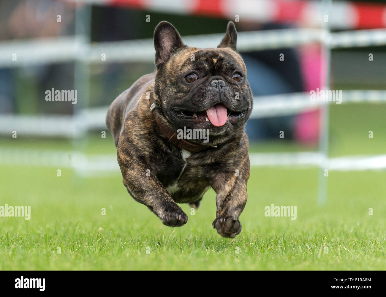 Wernau, Germany. 06th Sep, 2015. A pug runs on the 50 meter track during  the 4th