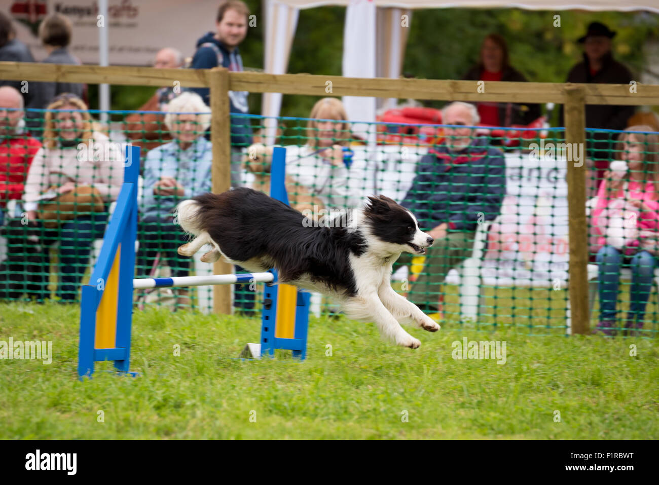 A Collie cross hurdling during a Dog Agility Competition at The