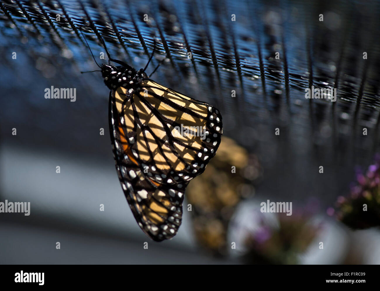Elkton, Oregon, USA. 5th Sep, 2015. Monarch butterflies hang from