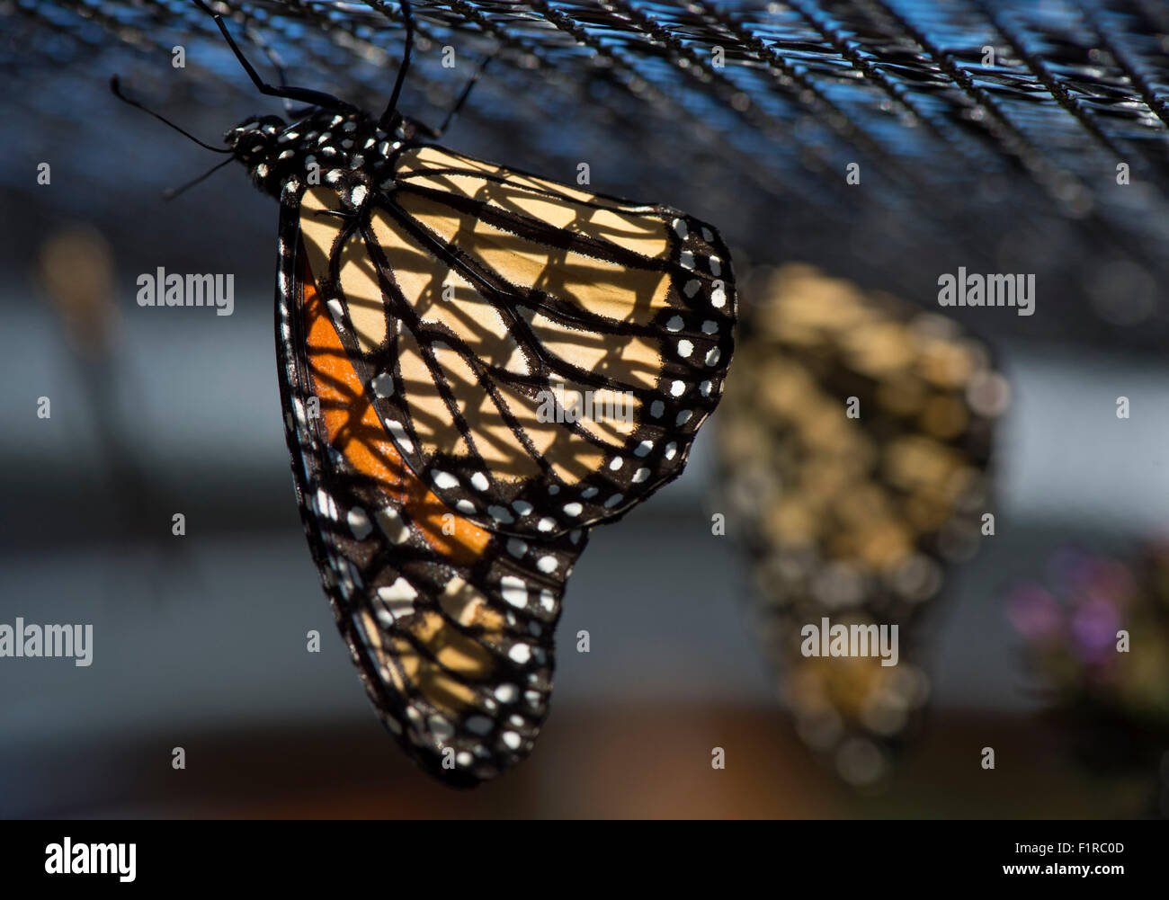 Elkton, Oregon, USA. 5th Sep, 2015. Monarch butterflies hang from