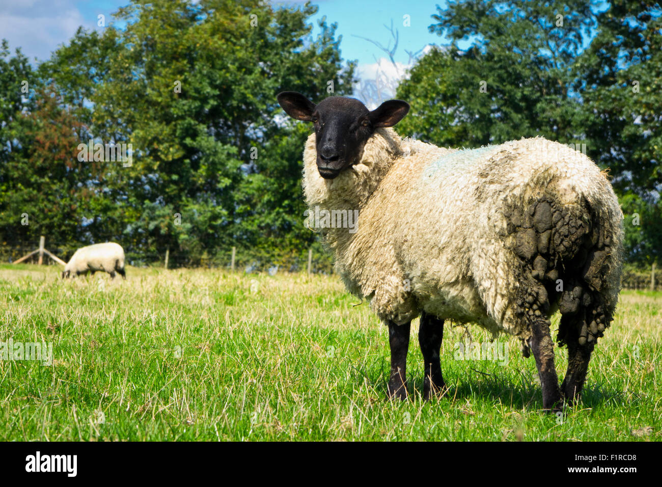 wool matted with dung hanging of a sheep Stock Photo - Alamy