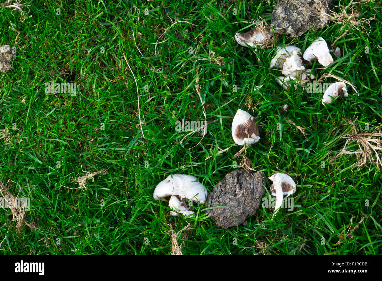 edible mushrooms in grass lawn Stock Photo