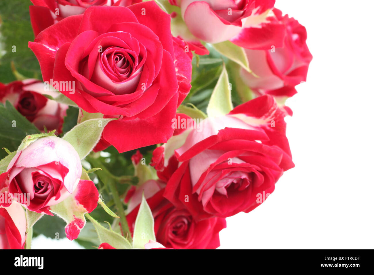 Bouquet of small red roses isolated on white background Stock Photo