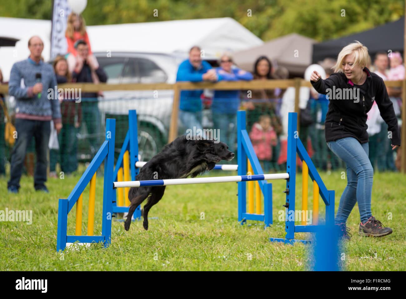 A Black Labrador hurdling during a Dog Agility Competition at The ...