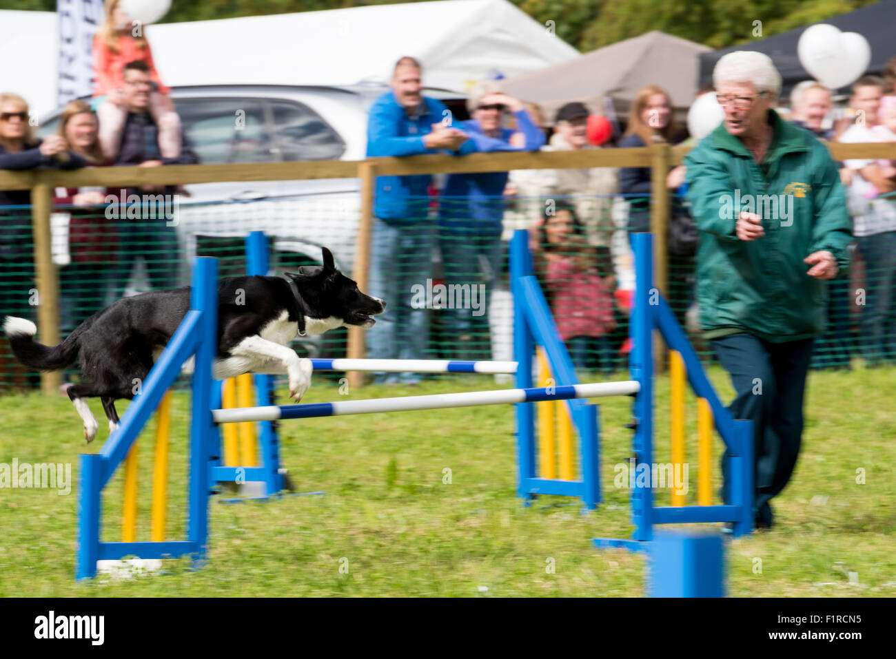 A collie cross hurdling during a Dog Agility Competition at The
