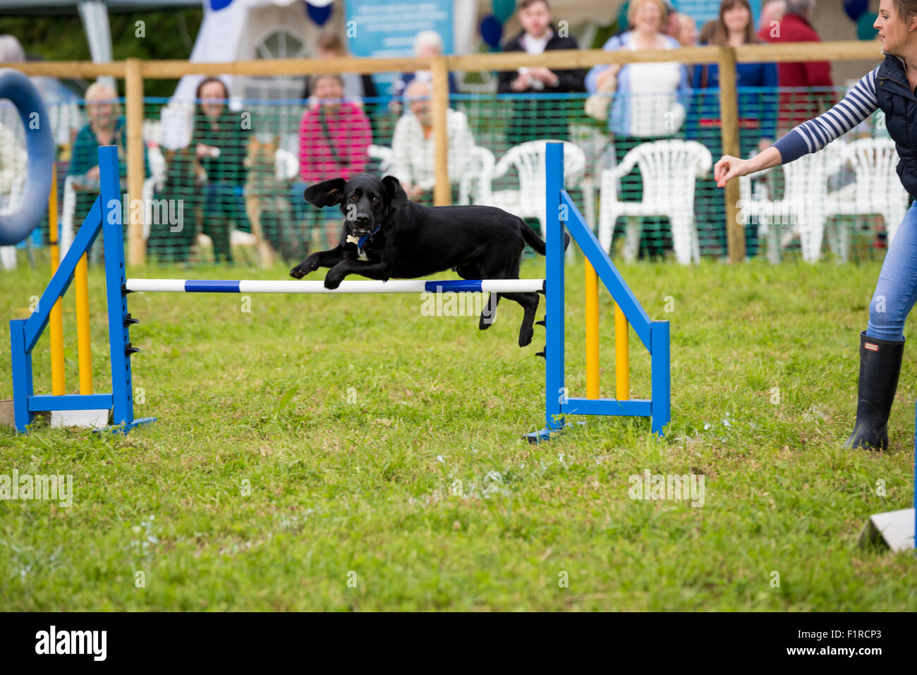 A Black Labrador jumping a hurdle during a Dog Agility Competition at