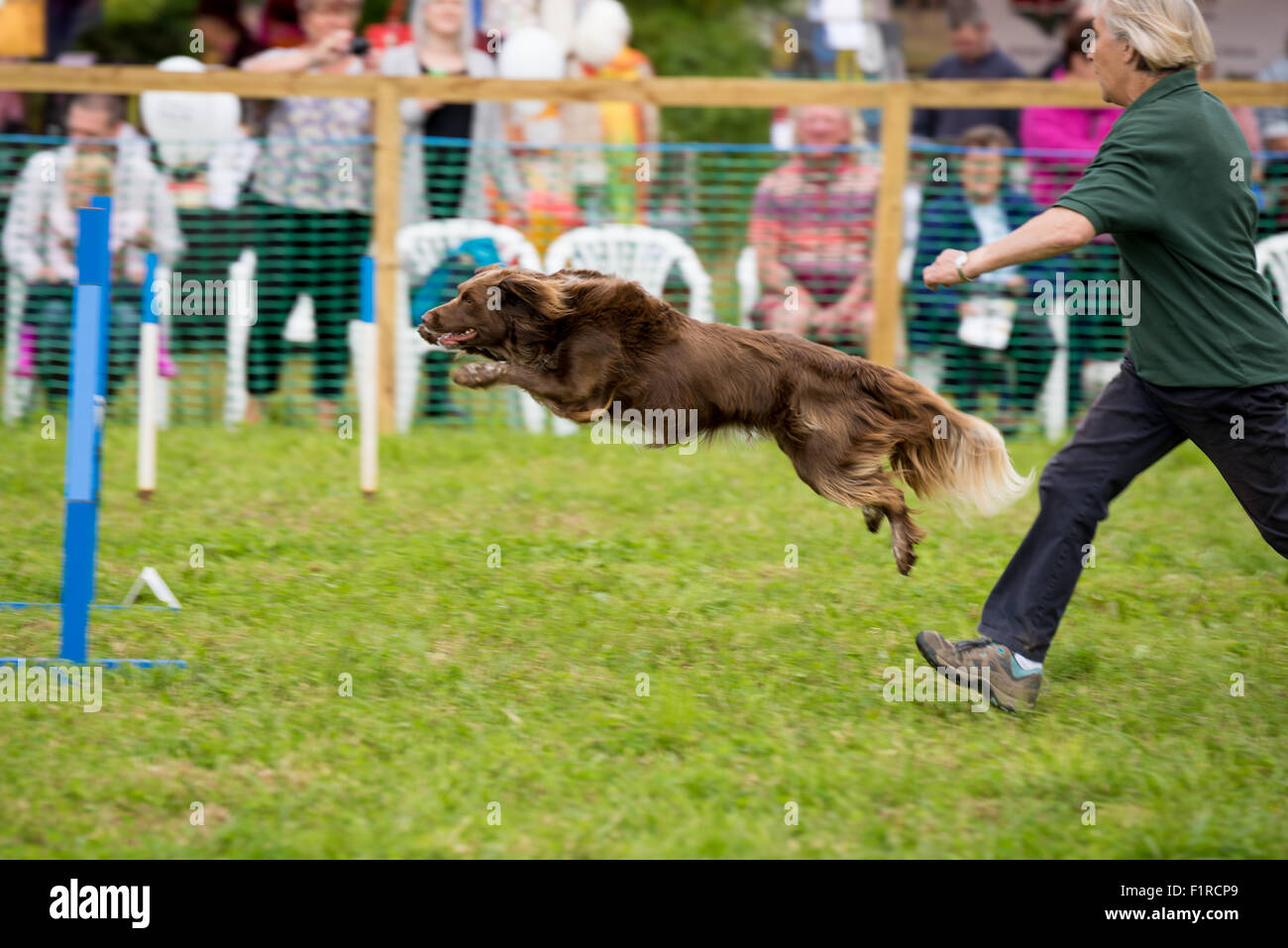 A Dog Agility Competition at The Beckbury Show 2015 Shropshire UK Stock