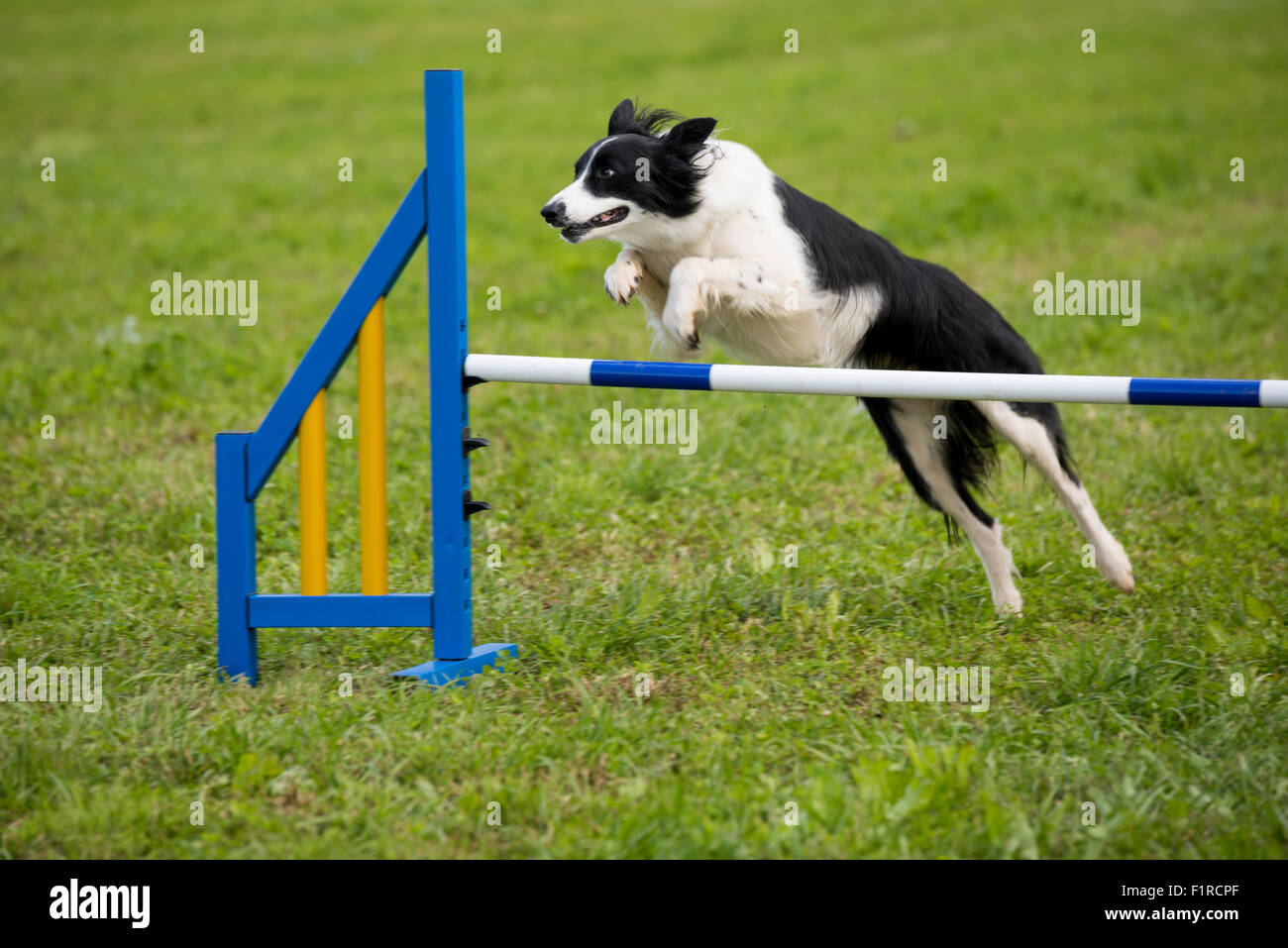 A Border Collie jumping a hurdle during A Dog Agility Competition at The Beckbury Show 2015 Shropshire UK Stock Photo