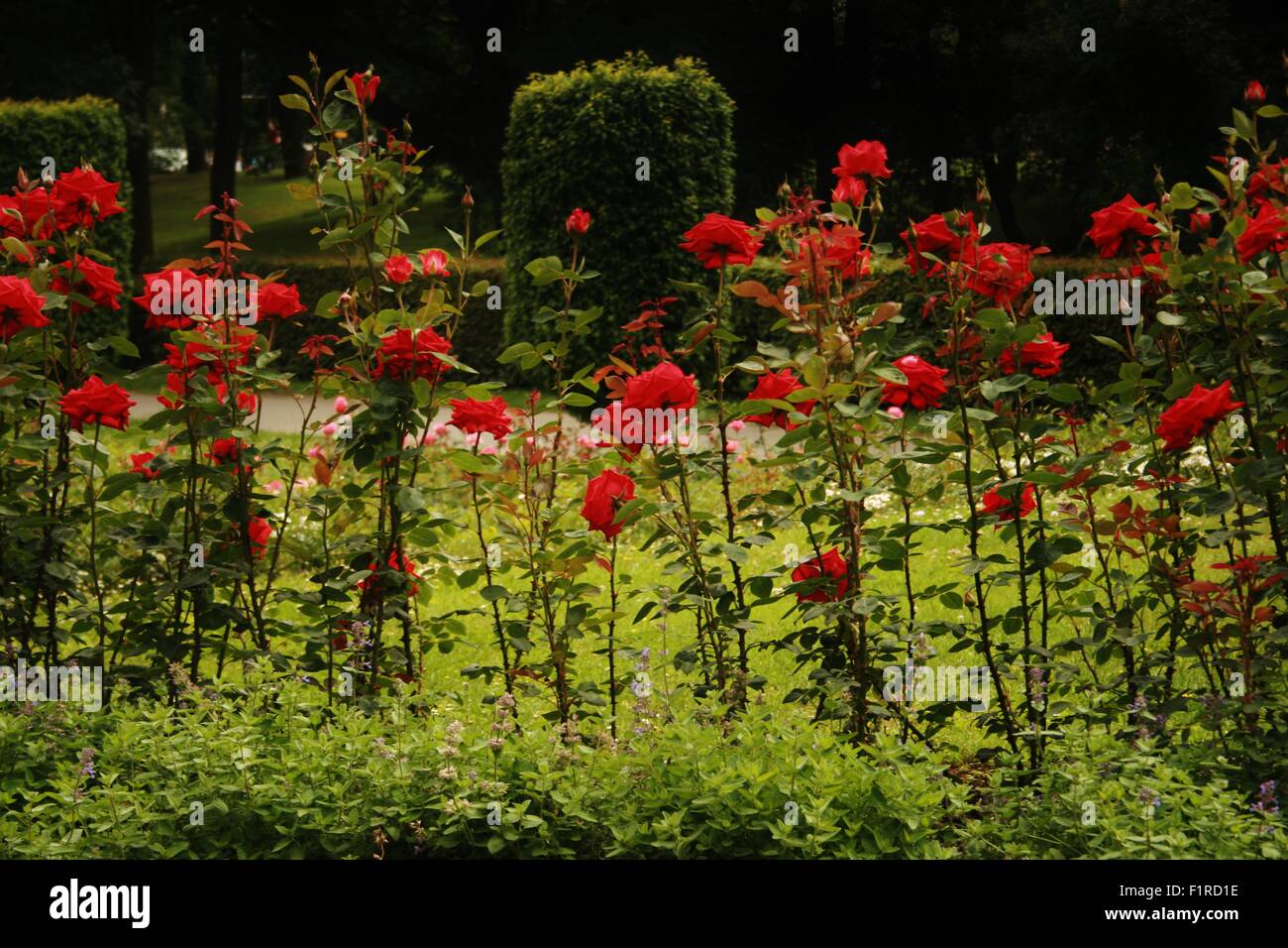 Amazing red flowers hi-res stock photography and images - Alamy