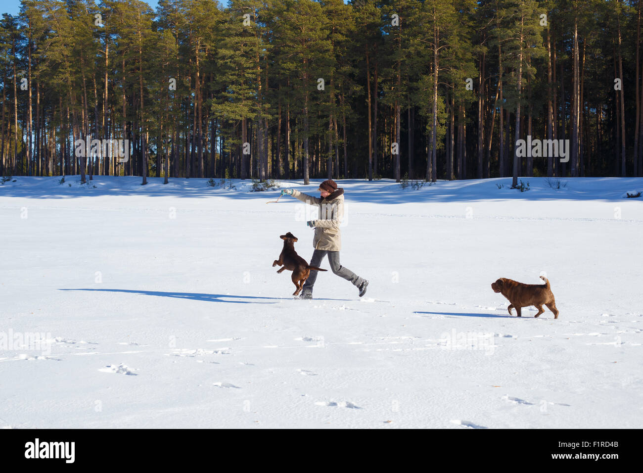 Woman playing with her dogs on a winter sunny day. Winter vacation, dog training concept Stock Photo