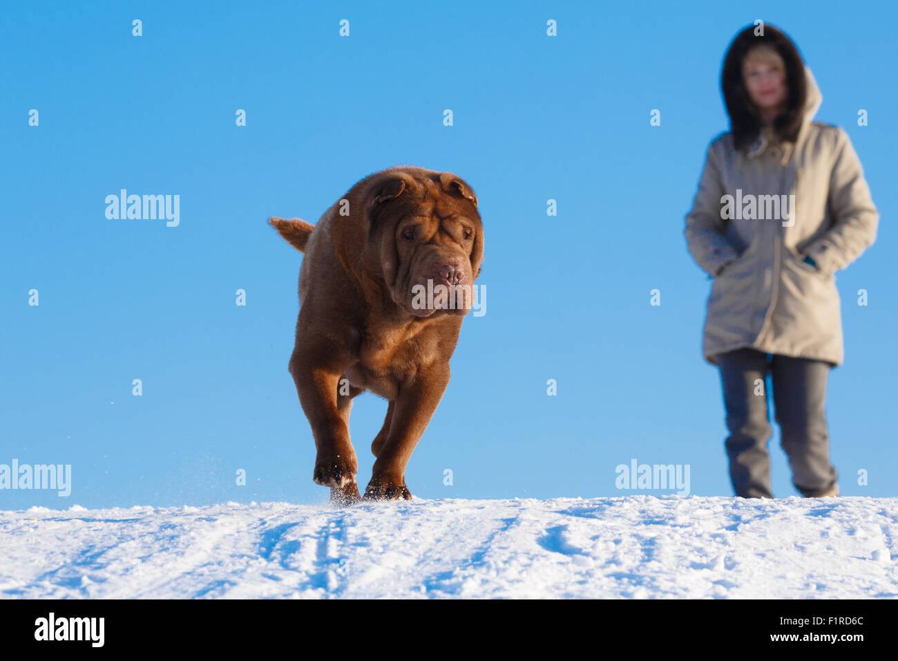 Brown shar pei walking down the snow field in front of his mistress Stock Photo