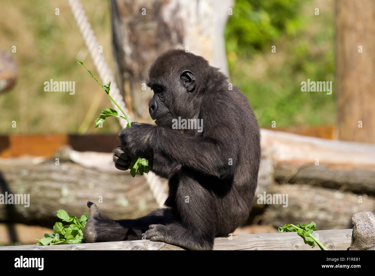 Jersey, Channel Islands, UK. 6th Sep, 2015. UK Weather: Jersey Animals at  Durrell Zoo make the most of the weather Credit: Gordon Shoosmith/Alamy Live  News Stock Photo - Alamy