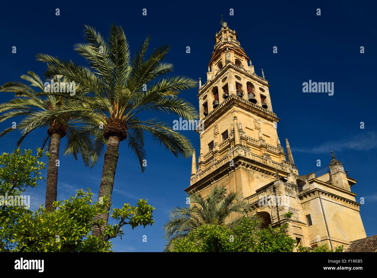 Palm and orange trees in the inner courtyard of the Cordoba Cathedral Mosque Stock Photo