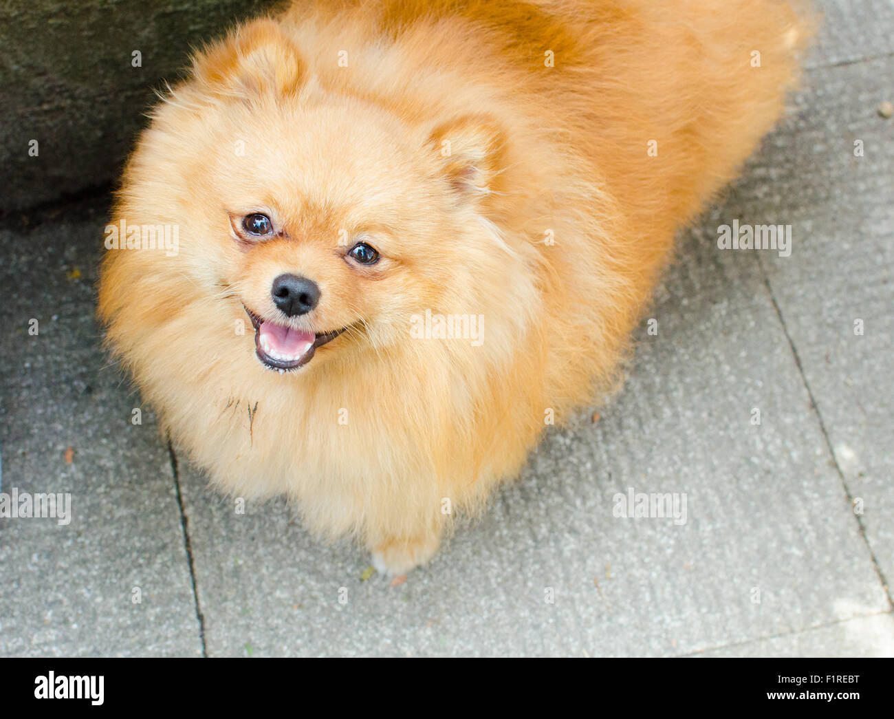 A little cute pomeranian poppy is looking at you with his little face, smiling. Stock Photo