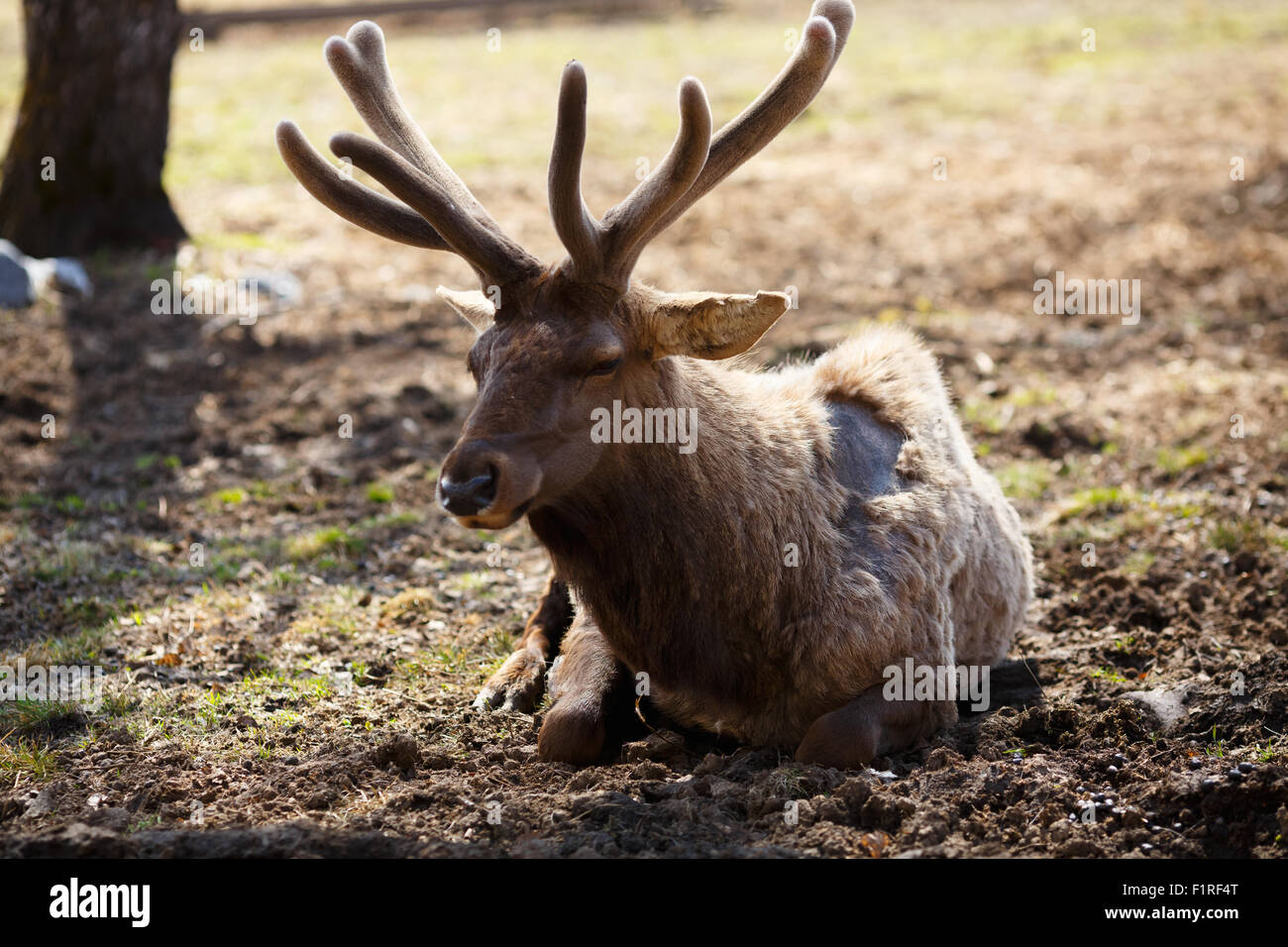 Young siberian stag with antlers (cervus elaphus) also known both as maral or red deer lying on the ground in their natural habi Stock Photo